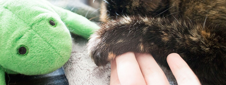 Essy Francis: A Loving Tribute to Our Unforgettable Family Cat